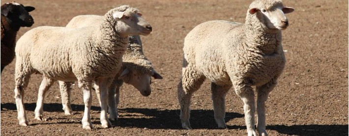 Merino sheep
