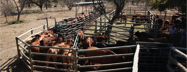 Cattle pens