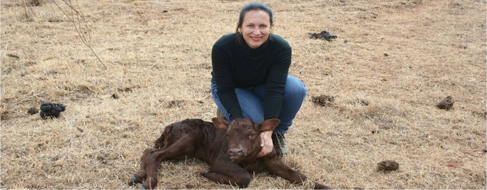 Newborn calf