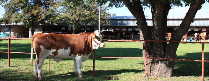 Simmentaler