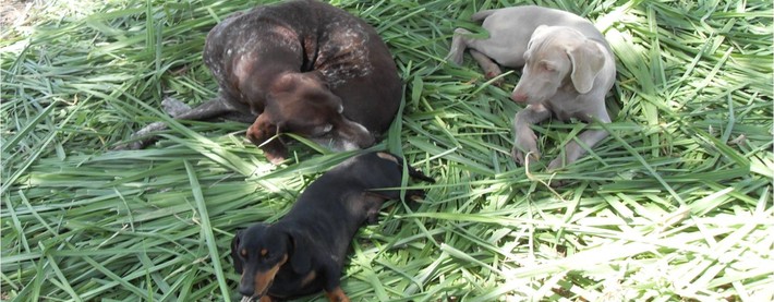 Dogs resting