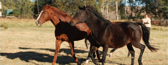 Horses
