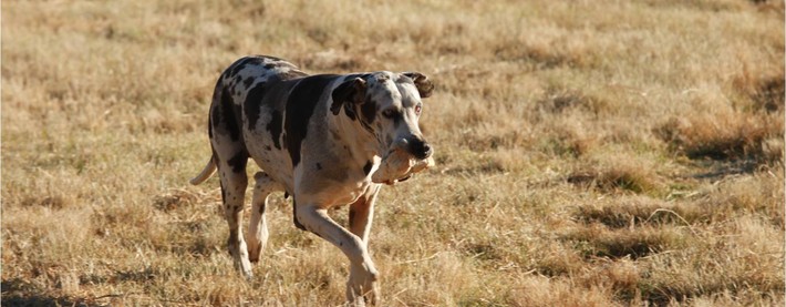 Hunting dog
