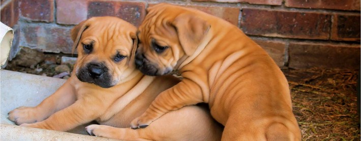 Puppies
