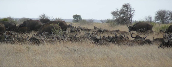 Buffalos