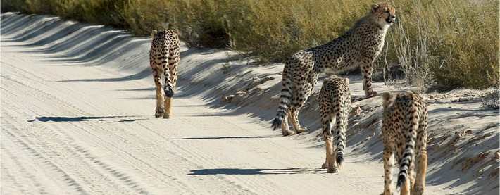 Cheetah family