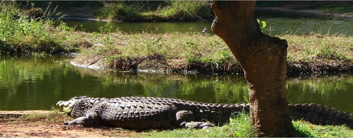 Crocodile