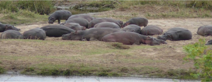 Hippos