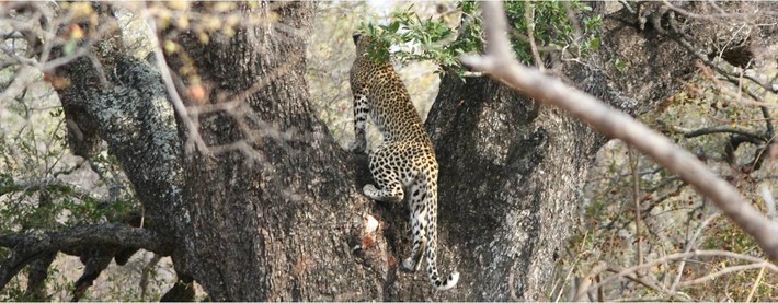Leopard