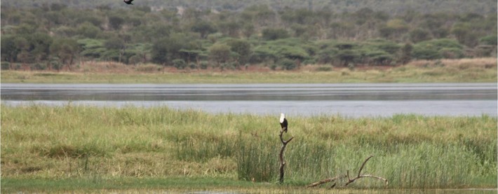 Fish Eagle
