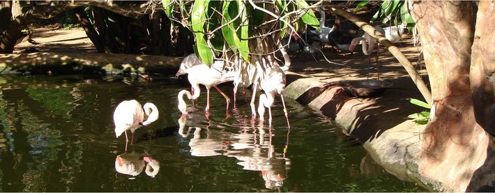 Flamingos