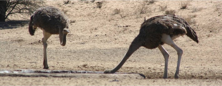 Ostriches