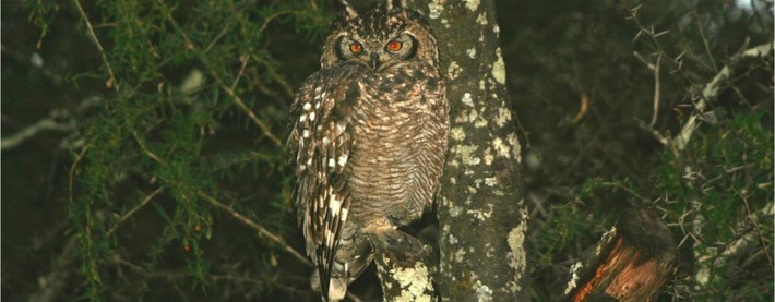 Spotted Owl