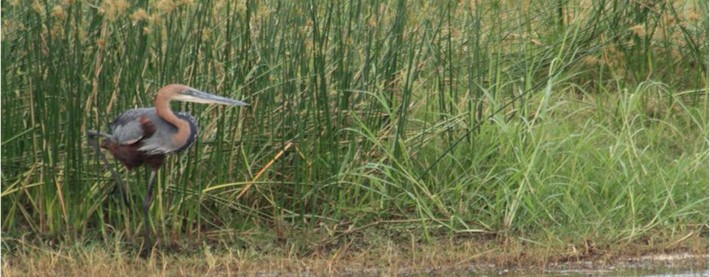 Wader bird