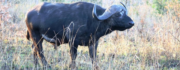 Buffalo
