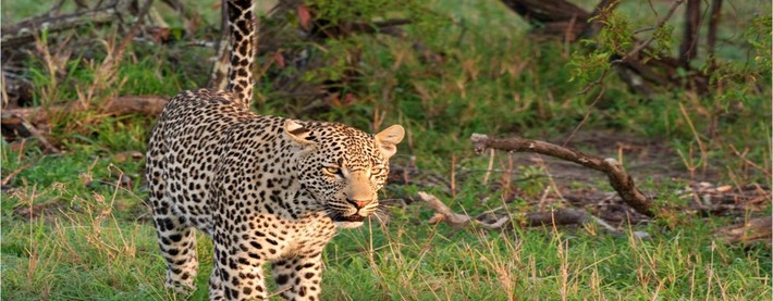 Leopard