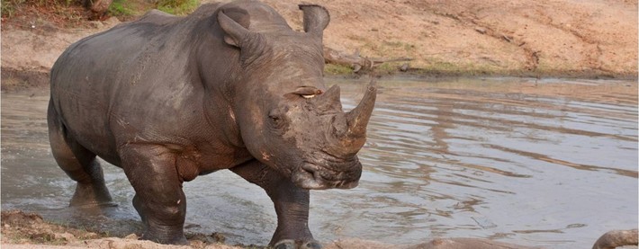 Rhino