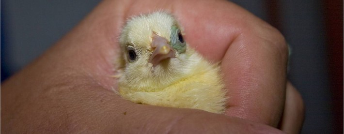 Chick in fist