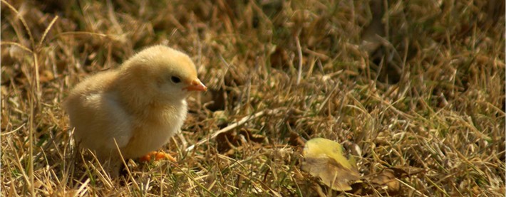 Chick on grass