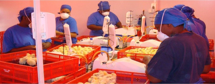 Chicken workers