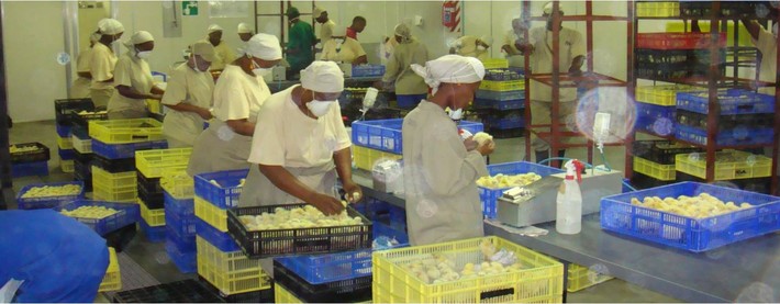 Chicken workers