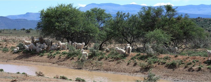 Angora goats