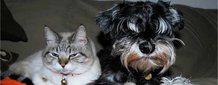 Cat and Dog