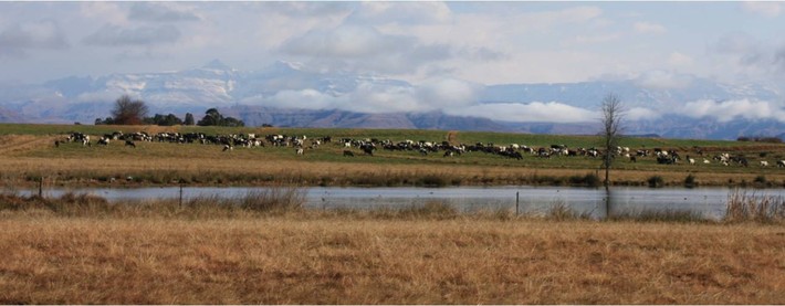 Cattle