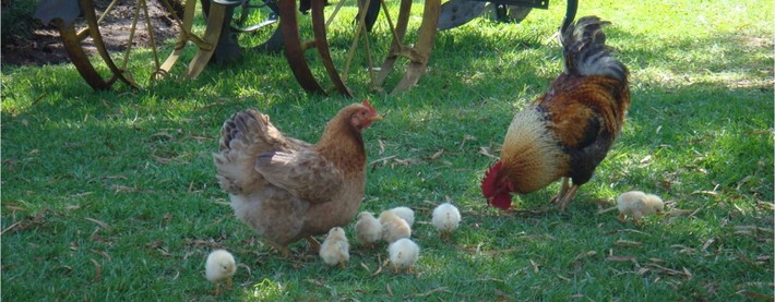 Chickens