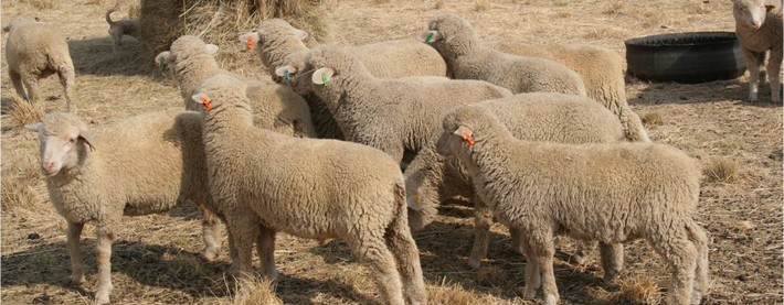 Merino Sheep