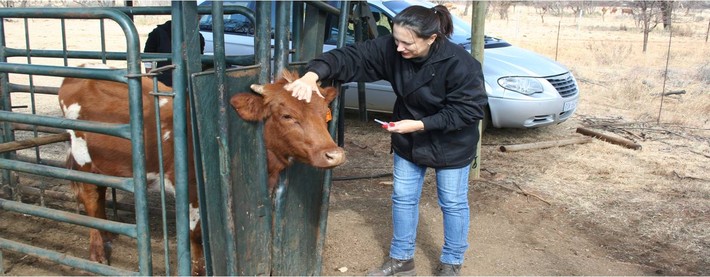 Cattle trial