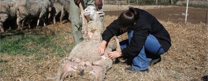 Sheep Trial