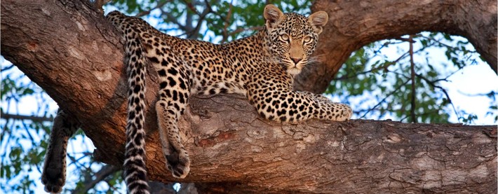 African leopard