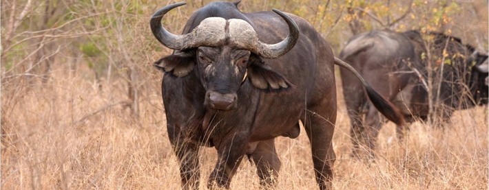 Buffalos