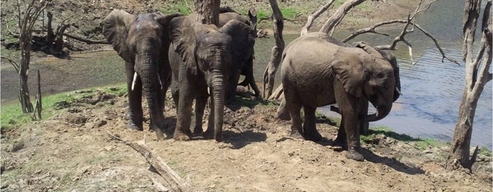 Elephants
