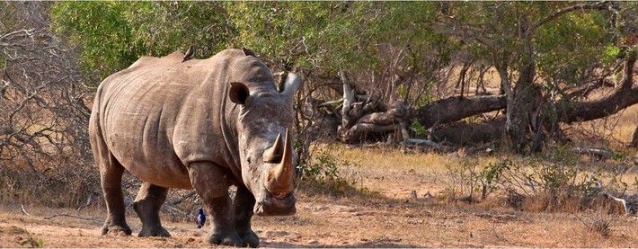 White Rhino