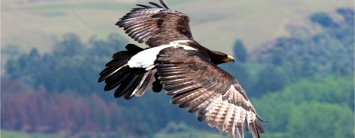 Black Eagle