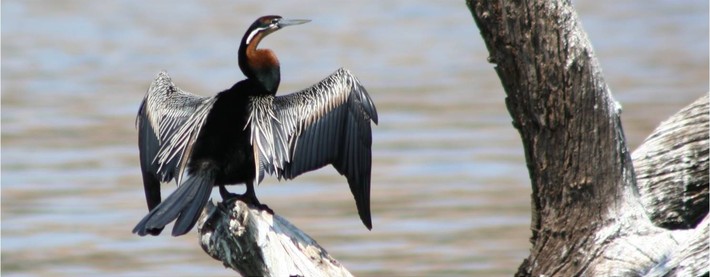 Darter Bird
