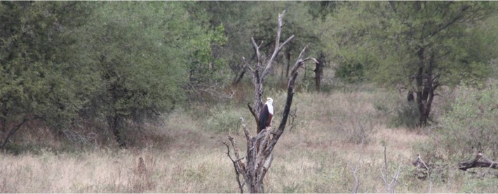 Fish Eagle