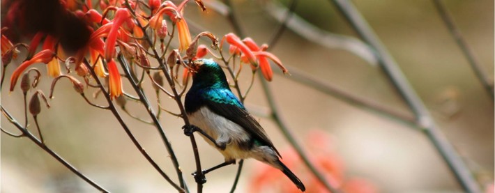 Whitebellied sunbird