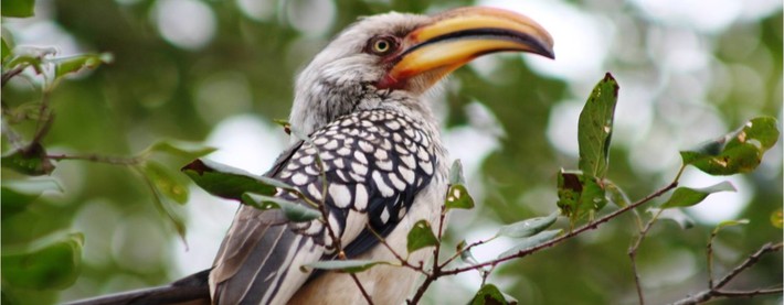 Yellowbilled hornbill