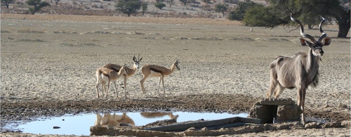 Kudu and Springbuck