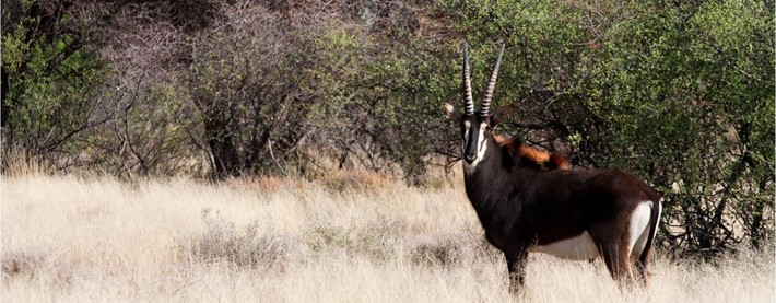 Sable Antelope
