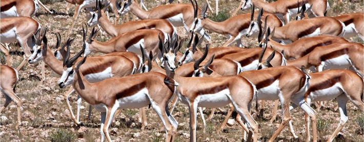 Springbuck