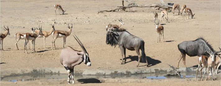Various buck