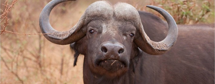 BUFFALO