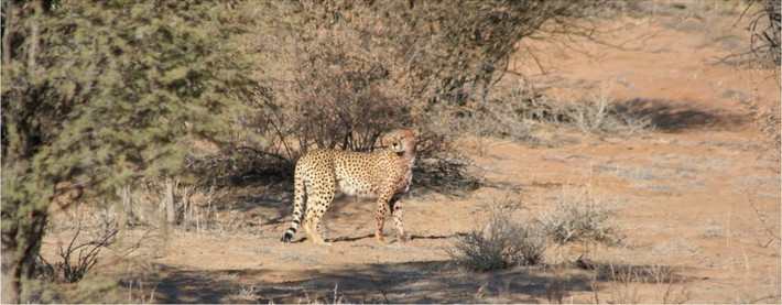 CHEETAH