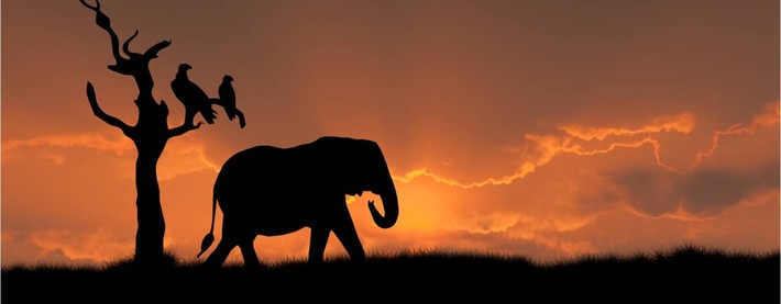 ELEPHANT SUNSET