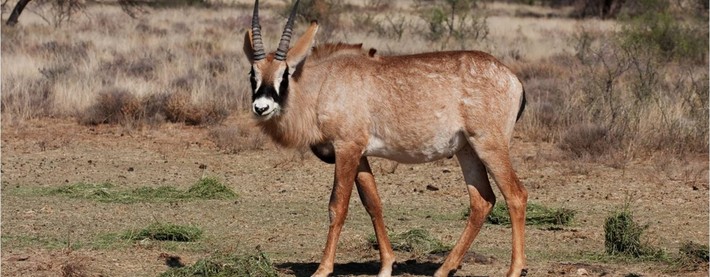Roan Antelope