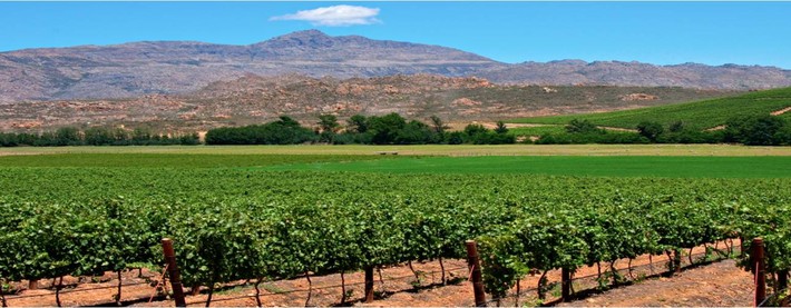 Cape vineyard
